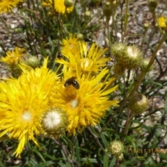 Lasioglossum (Homalictus) sp. (genus & subgenus) at Sth Tablelands Ecosystem Park - 11 Nov 2018 by AndyRussell