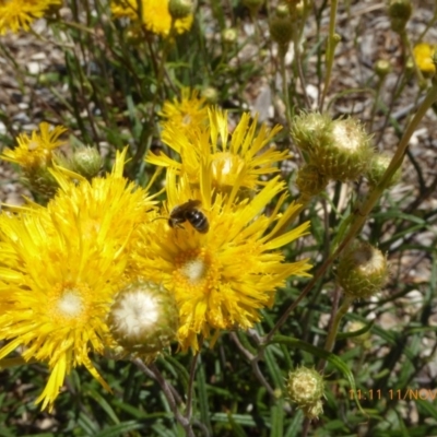 Homalictus sp. (genus) at Sth Tablelands Ecosystem Park - 11 Nov 2018 by AndyRussell