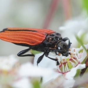 Castiarina nasuta at Coree, ACT - 12 Nov 2018 04:22 PM