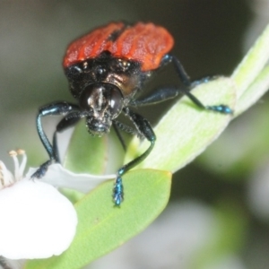 Castiarina nasuta at Coree, ACT - 12 Nov 2018