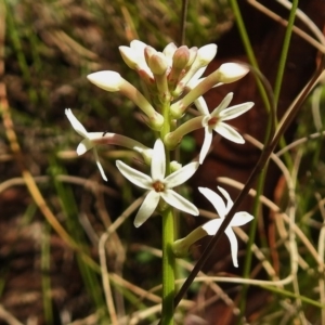 Stackhousia monogyna at Paddys River, ACT - 11 Nov 2018 11:49 AM