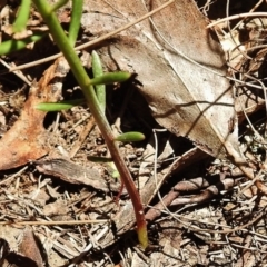 Stackhousia monogyna at Paddys River, ACT - 11 Nov 2018 11:49 AM