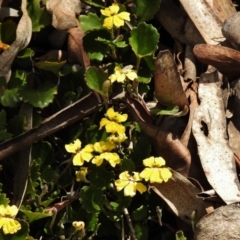 Goodenia hederacea subsp. alpestris at Paddys River, ACT - 11 Nov 2018 by JohnBundock