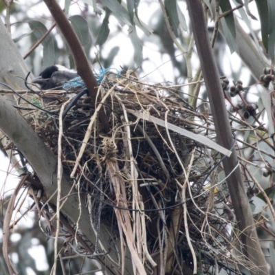 Gymnorhina tibicen (Australian Magpie) at Higgins, ACT - 17 Oct 2018 by AlisonMilton