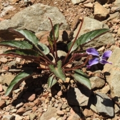 Viola betonicifolia (Mountain Violet) at Paddys River, ACT - 11 Nov 2018 by JohnBundock