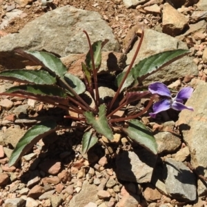 Viola betonicifolia at Paddys River, ACT - 11 Nov 2018 11:36 AM