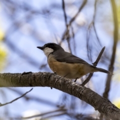 Pachycephala rufiventris (Rufous Whistler) at Higgins, ACT - 18 Oct 2018 by Alison Milton