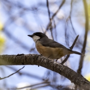 Pachycephala rufiventris at Higgins, ACT - 18 Oct 2018