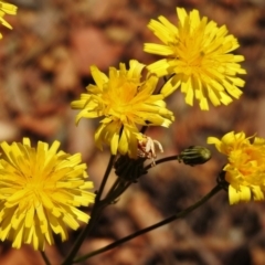 Picris angustifolia subsp. merxmuelleri at Paddys River, ACT - 11 Nov 2018 by JohnBundock