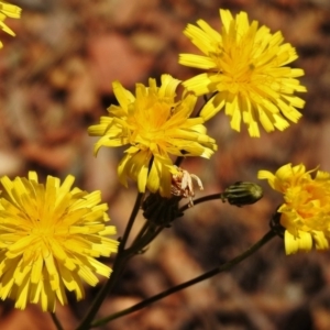 Picris angustifolia subsp. merxmuelleri at Paddys River, ACT - 11 Nov 2018