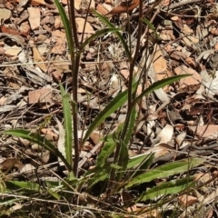 Picris angustifolia subsp. merxmuelleri at Paddys River, ACT - 11 Nov 2018