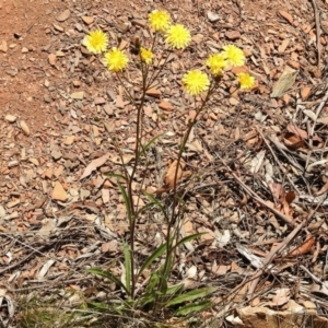 Picris angustifolia subsp. merxmuelleri at Paddys River, ACT - 11 Nov 2018