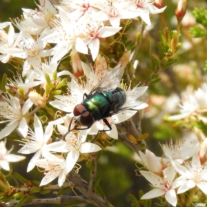 Calliphoridae (family) at Tennent, ACT - 10 Nov 2018