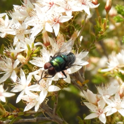 Calliphoridae (family) (Unidentified blowfly) at Tennent, ACT - 10 Nov 2018 by MatthewFrawley