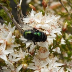 Calliphoridae (family) at Tennent, ACT - 10 Nov 2018