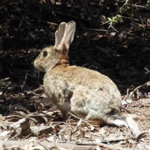 Oryctolagus cuniculus at Pialligo, ACT - 11 Nov 2018