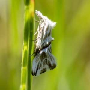 Heliocosma melanotypa at Higgins, ACT - 25 Oct 2018 01:50 PM