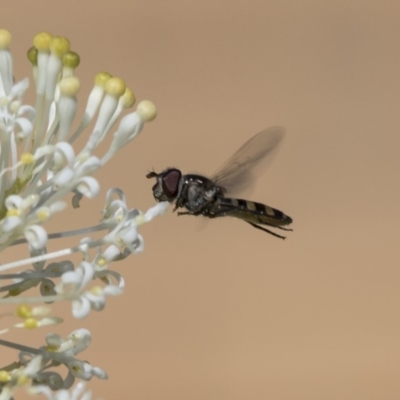 Melangyna sp. (genus) (Hover Fly) at Higgins, ACT - 23 Oct 2018 by AlisonMilton