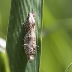 Crocidosema plebejana (Cotton Tipworm Moth) at Higgins, ACT - 25 Oct 2018 by Alison Milton