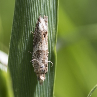 Crocidosema plebejana (Cotton Tipworm Moth) at Higgins, ACT - 25 Oct 2018 by Alison Milton