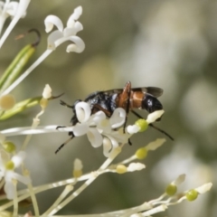 Therevidae (family) (Unidentified stiletto fly) at Higgins, ACT - 23 Oct 2018 by AlisonMilton