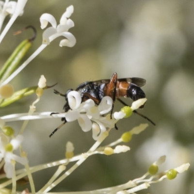 Therevidae (family) (Unidentified stiletto fly) at Higgins, ACT - 23 Oct 2018 by AlisonMilton