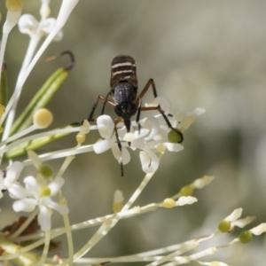 Therevidae (family) at Higgins, ACT - 23 Oct 2018