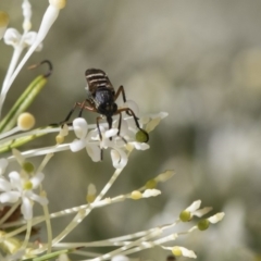 Therevidae (family) at Higgins, ACT - 23 Oct 2018