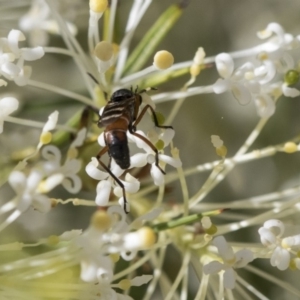 Therevidae (family) at Higgins, ACT - 23 Oct 2018