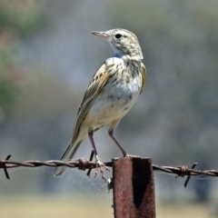 Anthus australis (Australian Pipit) at Paddys River, ACT - 12 Nov 2018 by RodDeb