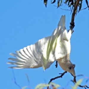 Cacatua sanguinea at Tharwa, ACT - 12 Nov 2018