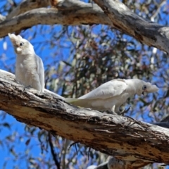 Cacatua sanguinea at Tharwa, ACT - 12 Nov 2018