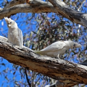 Cacatua sanguinea at Tharwa, ACT - 12 Nov 2018 10:04 AM