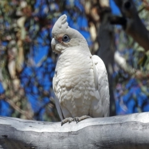 Cacatua sanguinea at Tharwa, ACT - 12 Nov 2018