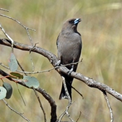 Artamus cyanopterus (Dusky Woodswallow) at Tennent, ACT - 11 Nov 2018 by RodDeb