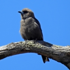 Artamus cyanopterus cyanopterus at Tennent, ACT - 12 Nov 2018