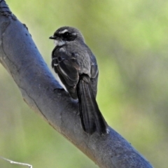 Rhipidura albiscapa (Grey Fantail) at Tharwa, ACT - 12 Nov 2018 by RodDeb