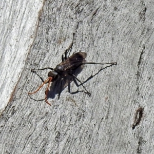 Pompilidae (family) at Tharwa, ACT - 12 Nov 2018