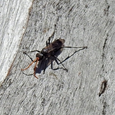 Pompilidae (family) (Unidentified Spider wasp) at Tharwa, ACT - 11 Nov 2018 by RodDeb