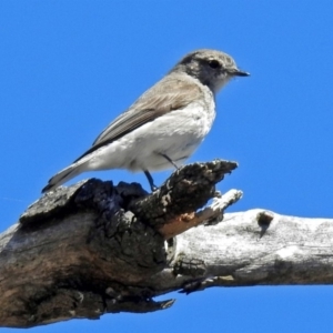 Microeca fascinans at Paddys River, ACT - 12 Nov 2018 10:36 AM