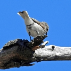 Microeca fascinans at Paddys River, ACT - 12 Nov 2018 10:36 AM