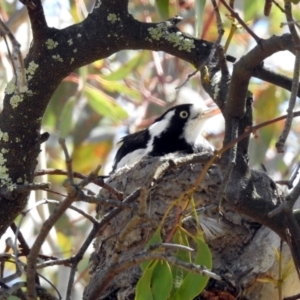 Grallina cyanoleuca at Tharwa, ACT - 12 Nov 2018 11:14 AM