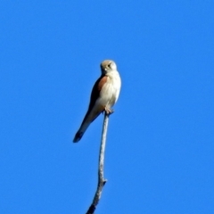 Falco cenchroides (Nankeen Kestrel) at Tharwa, ACT - 11 Nov 2018 by RodDeb