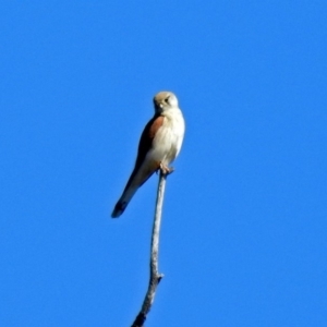 Falco cenchroides at Tharwa, ACT - 12 Nov 2018