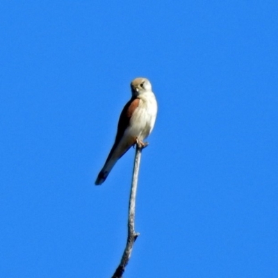 Falco cenchroides (Nankeen Kestrel) at Tharwa, ACT - 12 Nov 2018 by RodDeb