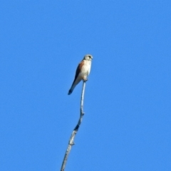 Falco cenchroides at Tharwa, ACT - 12 Nov 2018