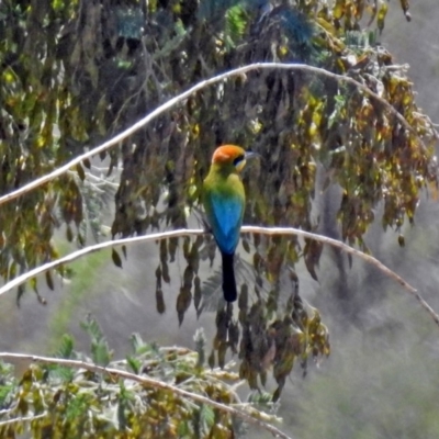 Merops ornatus (Rainbow Bee-eater) at Tharwa, ACT - 12 Nov 2018 by RodDeb