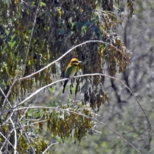 Merops ornatus at Tharwa, ACT - 12 Nov 2018