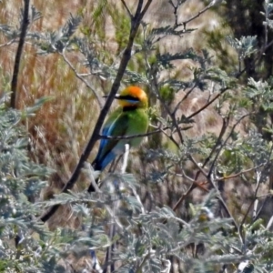 Merops ornatus at Tharwa, ACT - 12 Nov 2018