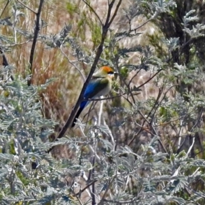 Merops ornatus at Tharwa, ACT - 12 Nov 2018 11:53 AM